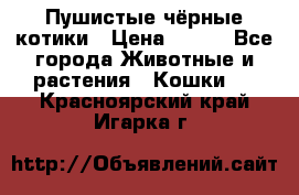 Пушистые чёрные котики › Цена ­ 100 - Все города Животные и растения » Кошки   . Красноярский край,Игарка г.